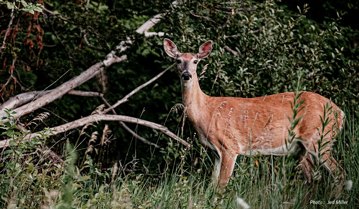 A doe stands in front of foliage and stares into the camera. 