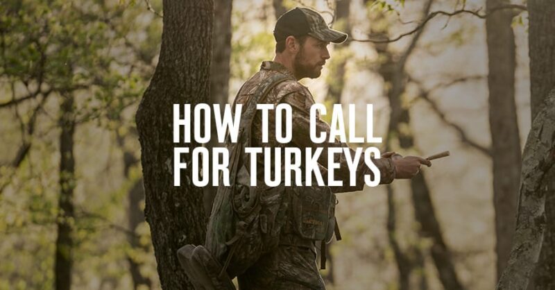 How To Call Turkeys