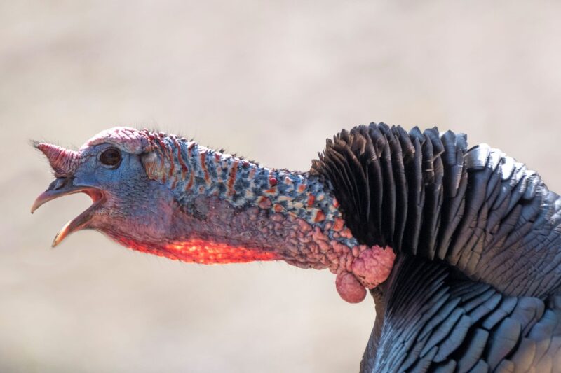 Turkey Call History and Calling Tips onX Hunt