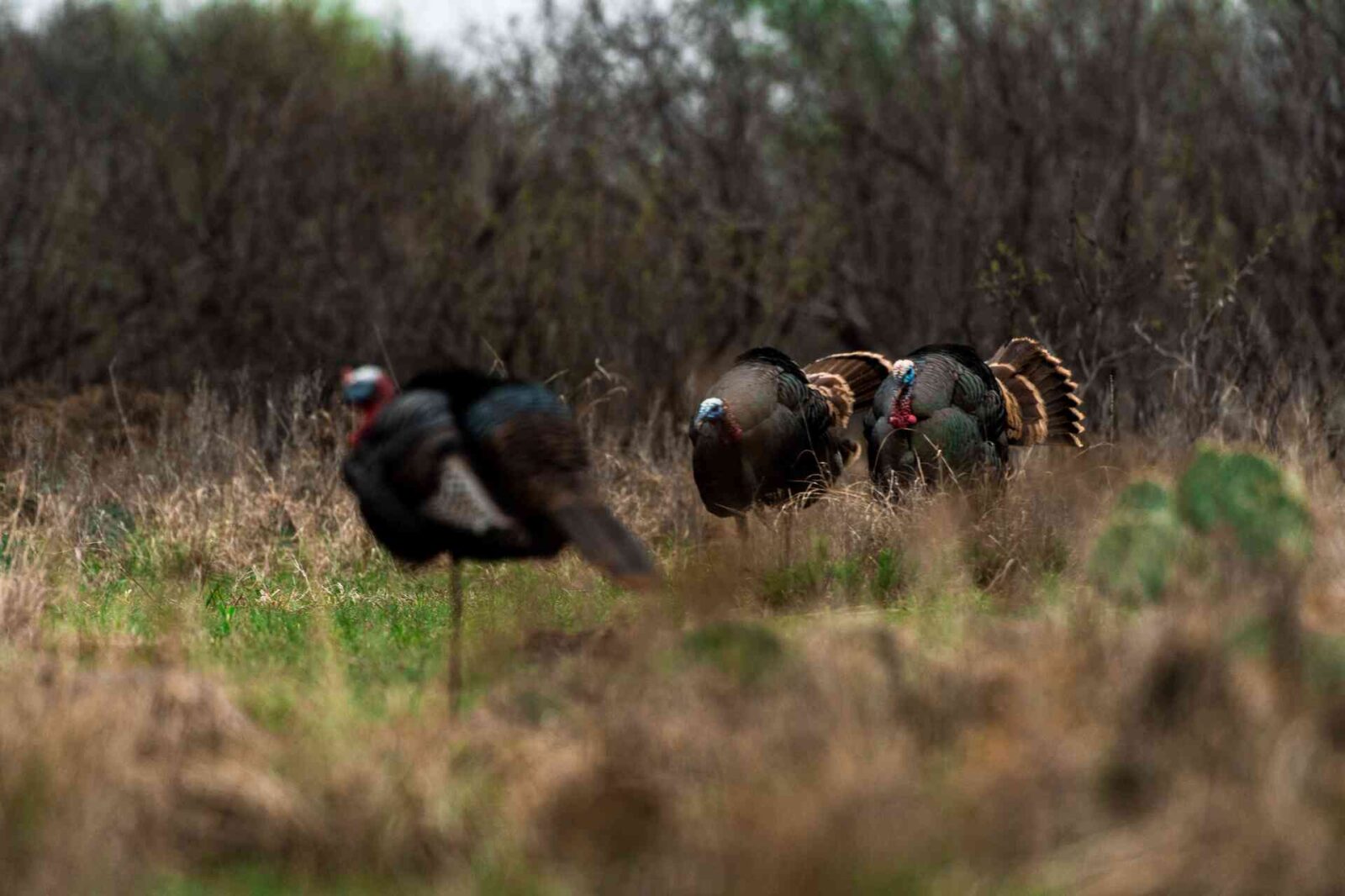 Rio Grande Turkey - onX Hunt