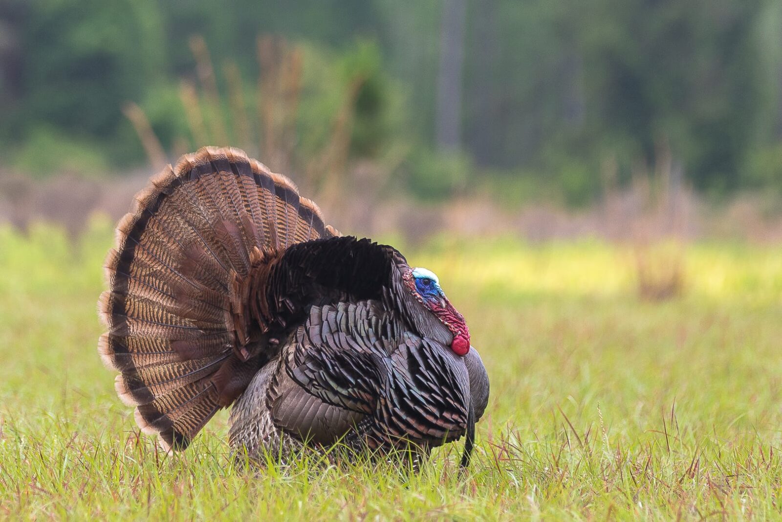 Osceola Turkey - onX Hunt