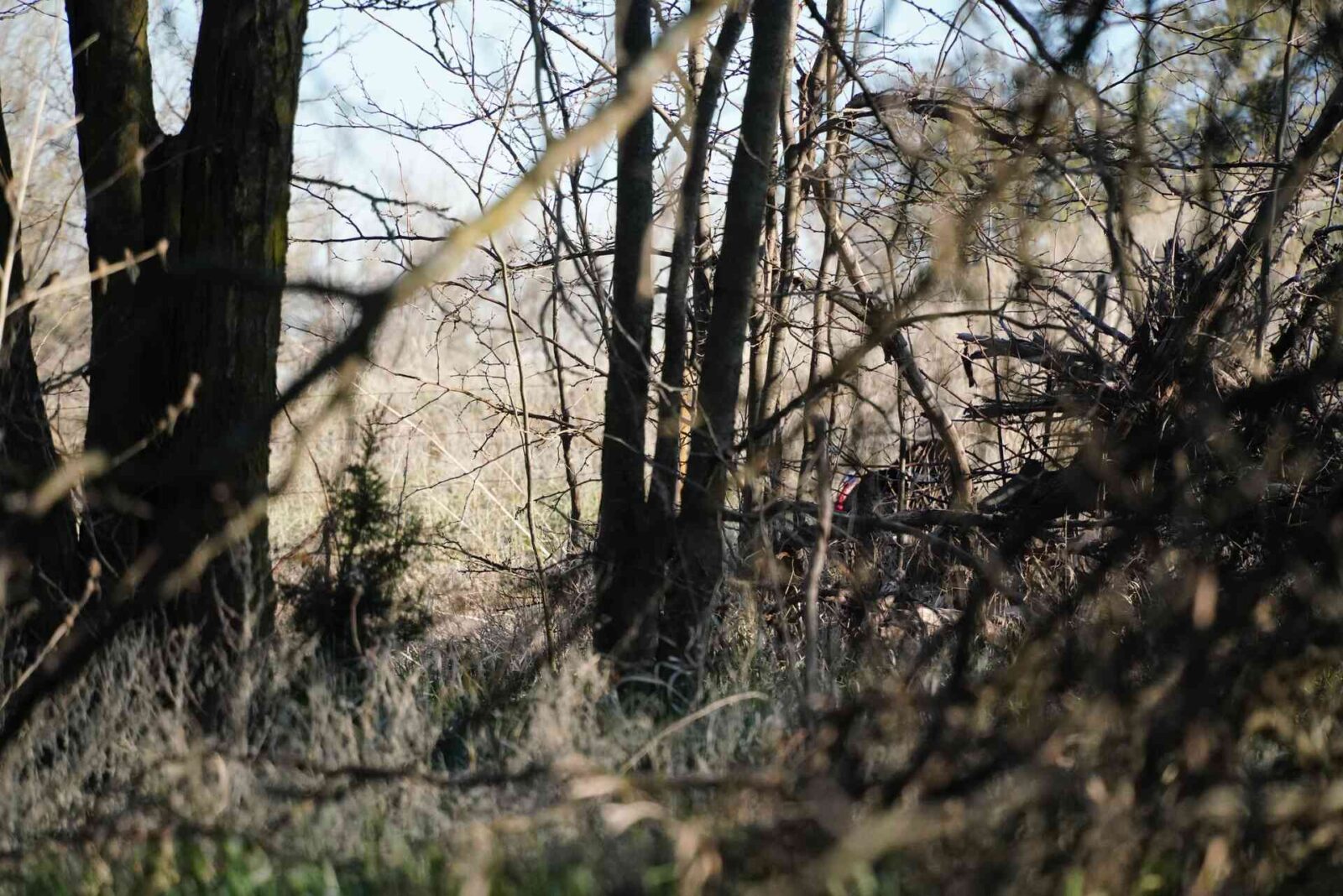 Turkey Hunting in Kansas