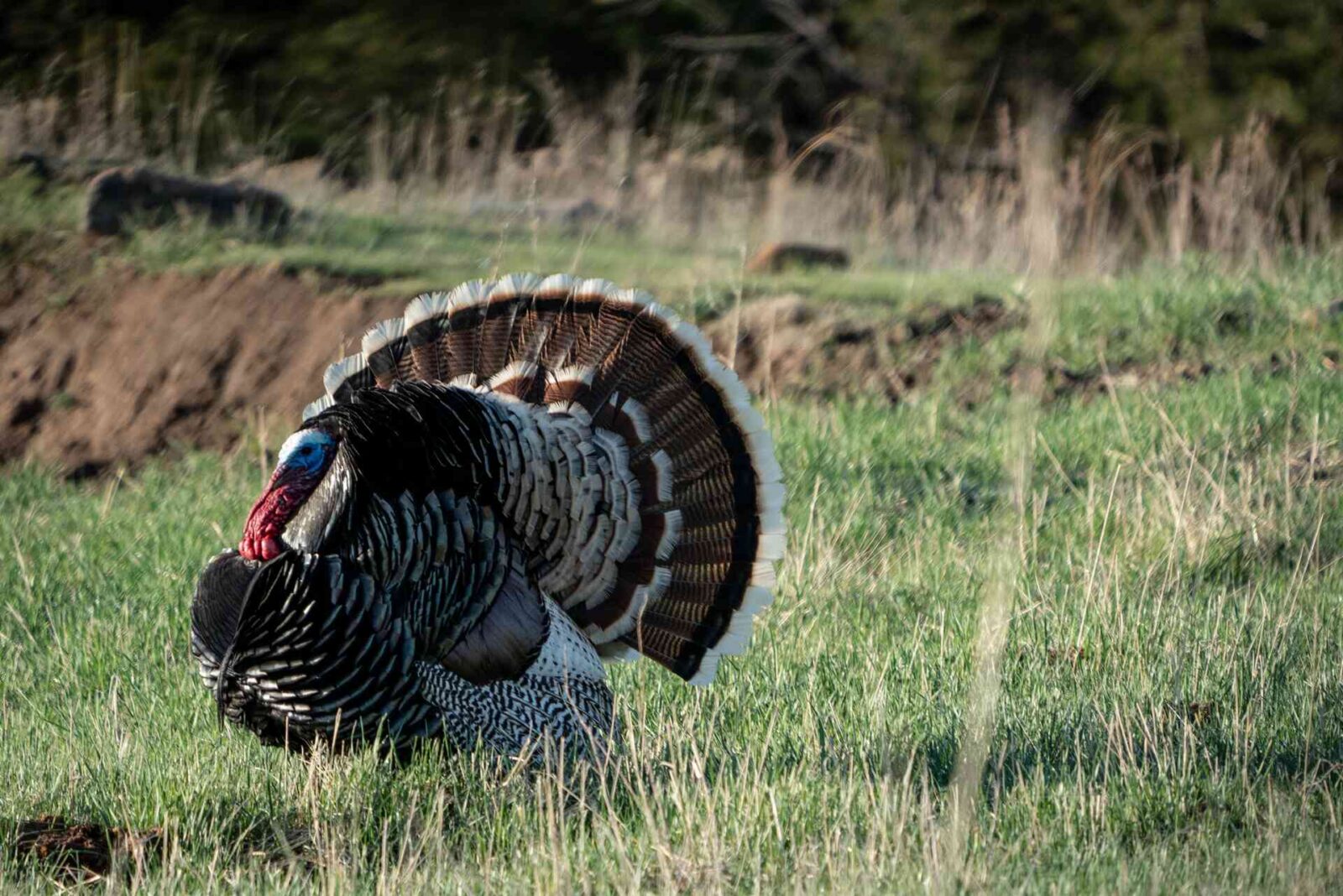 Merriams Turkey - onX Hunt