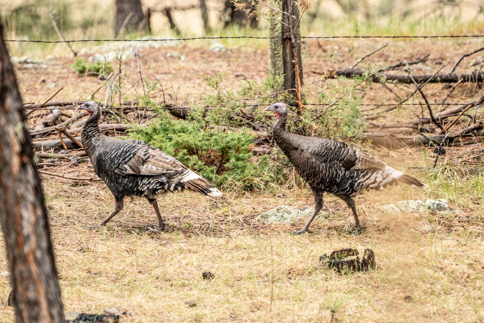 Understanding Turkey Behavior Patterns onX Hunt