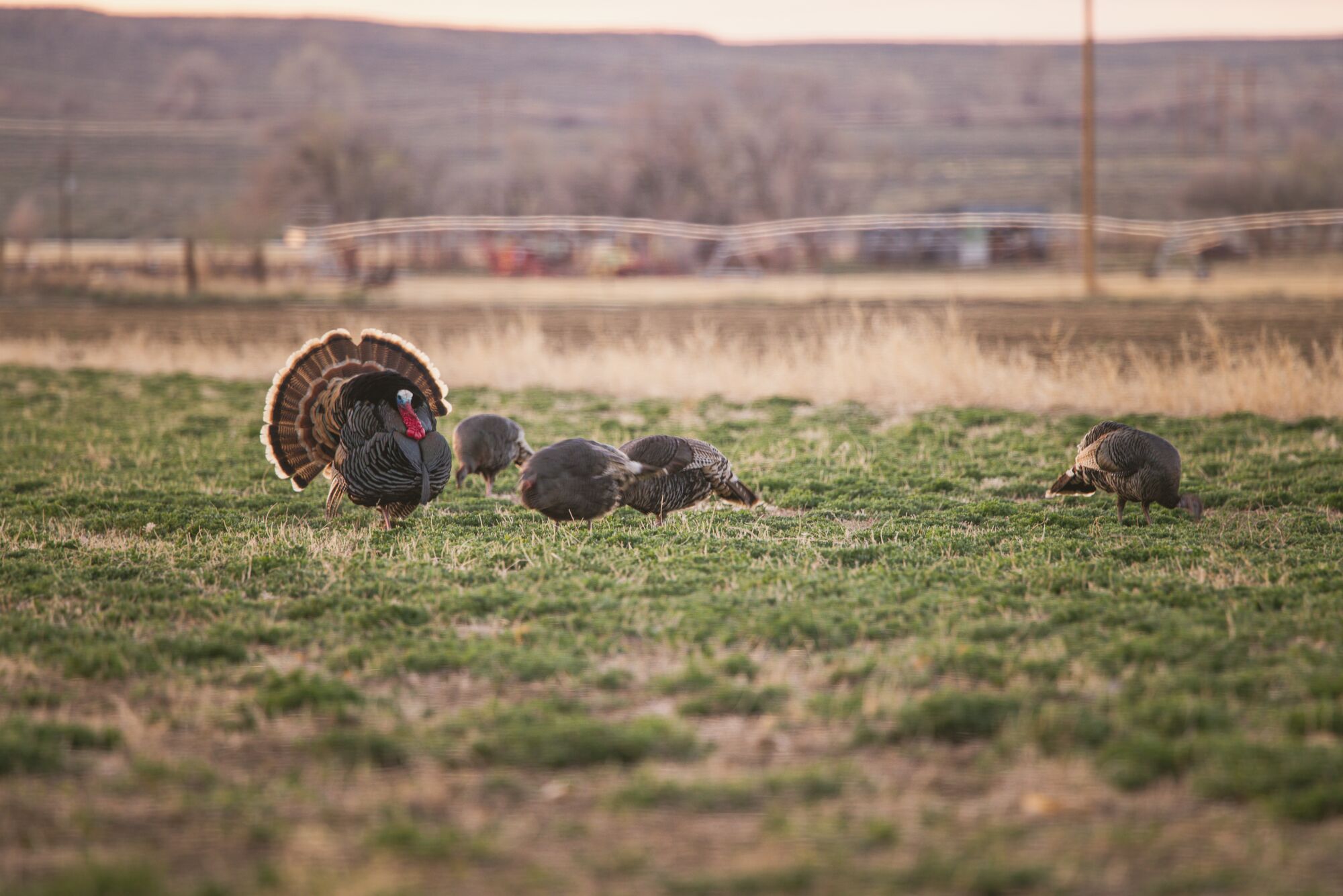 Understanding Turkey Behavior Patterns onX Hunt