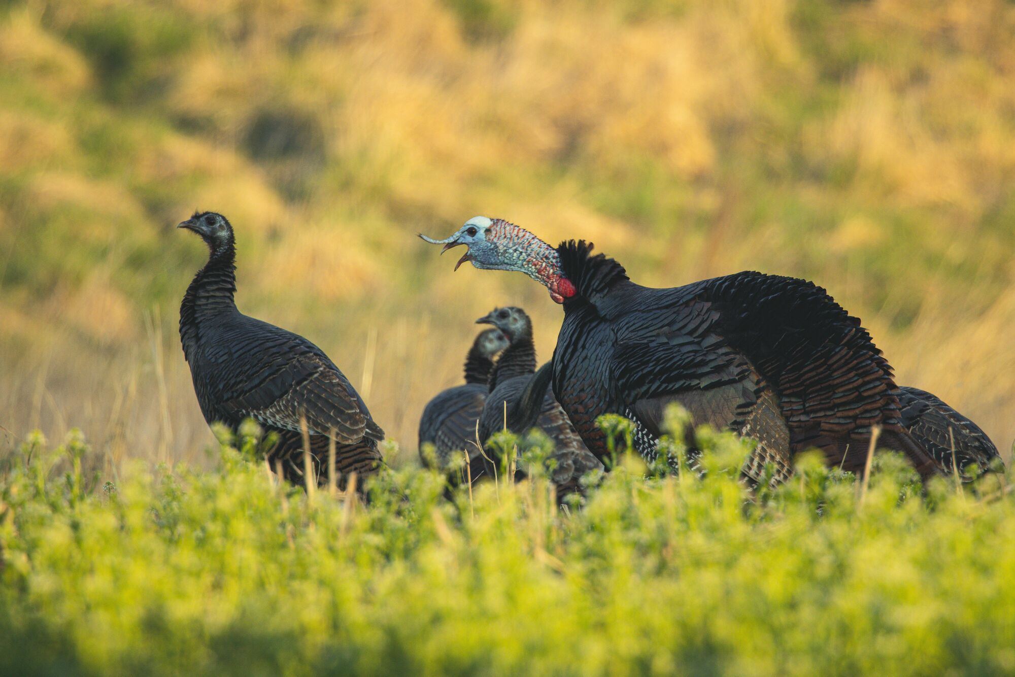 Understanding Turkey Behavior Patterns onX Hunt