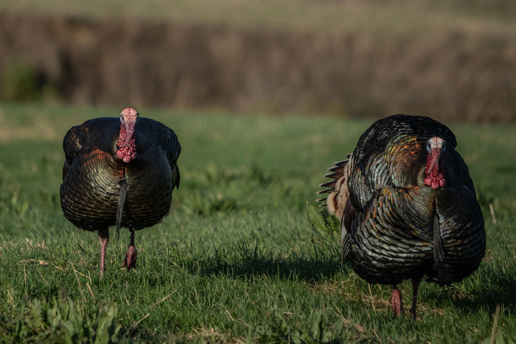 two turkeys face the camera
