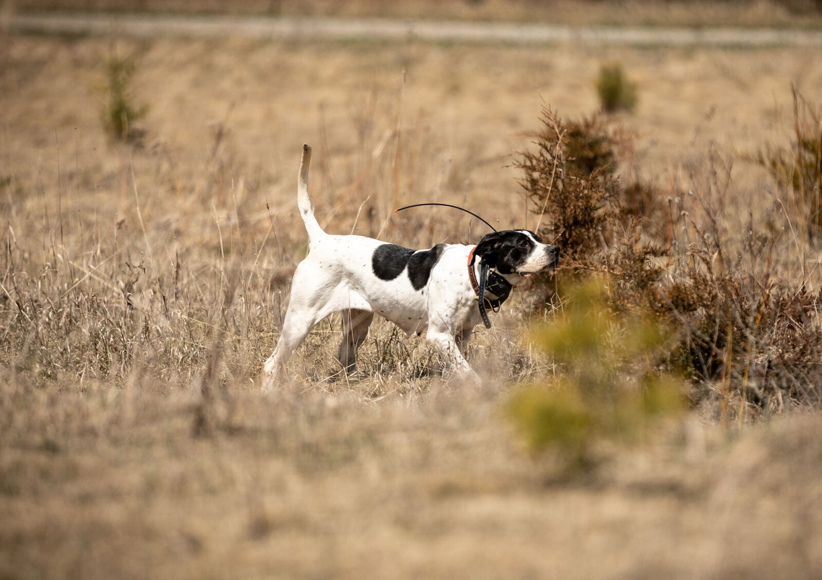 Upland hunting dog traning