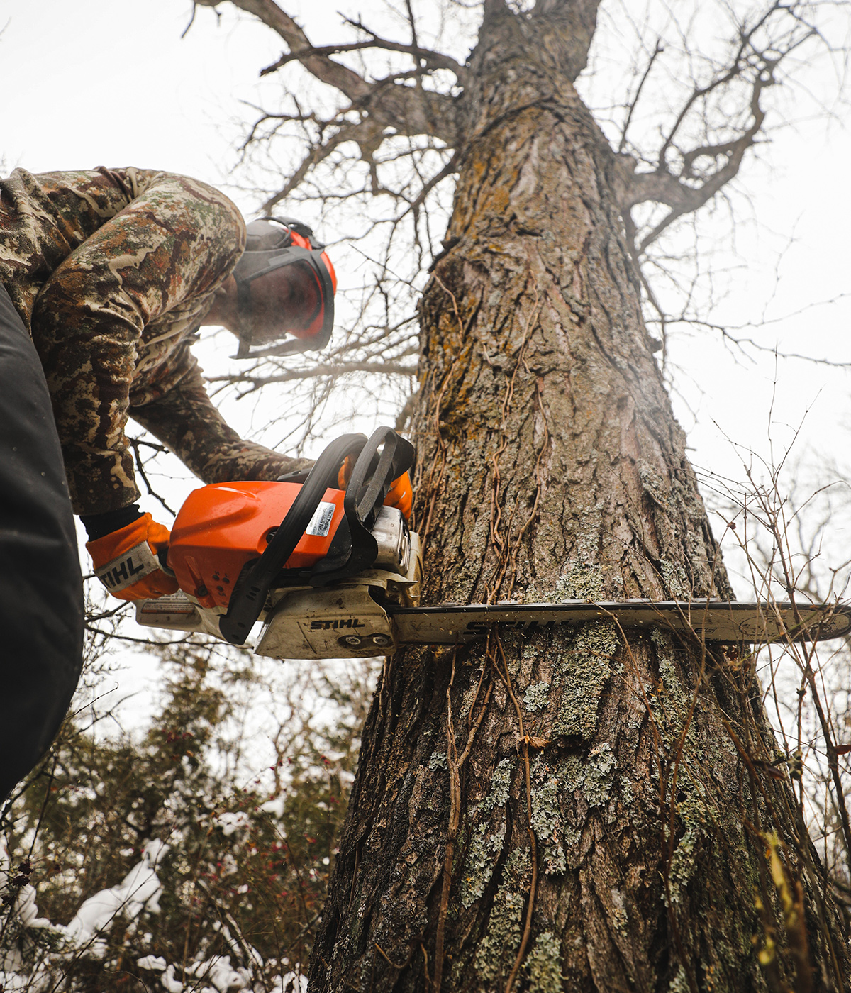 A person uses a STIHL chainsaw to cut a tree down. 