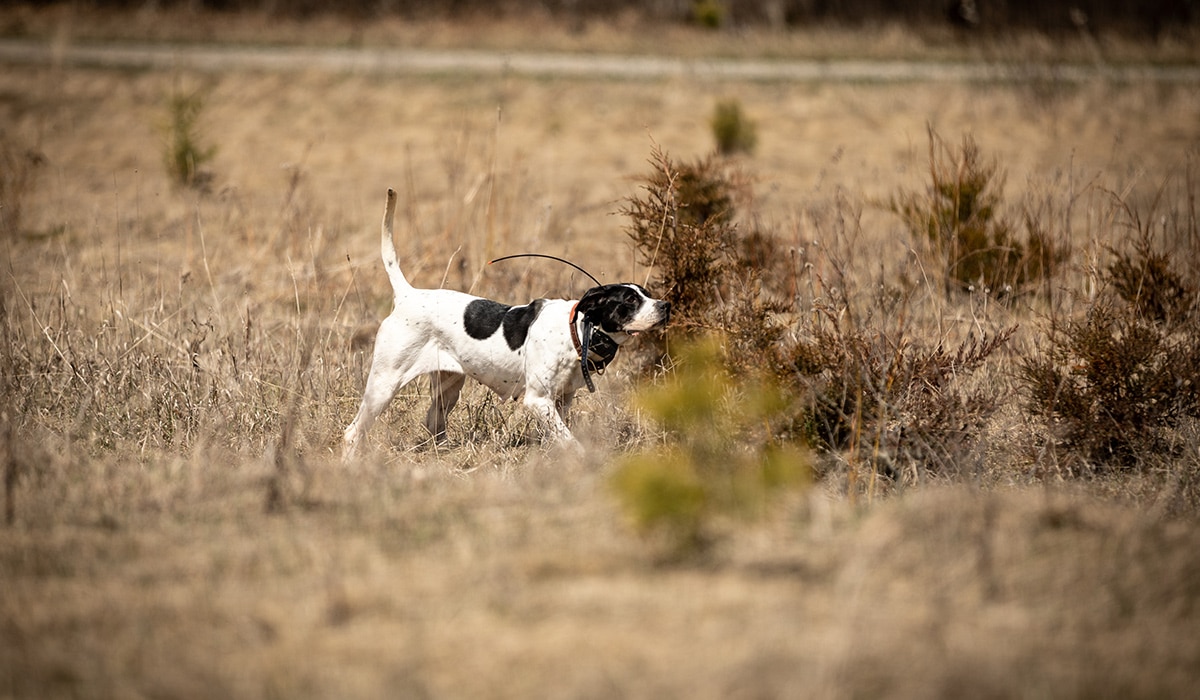 A bird dog walks through a field with a tracking collar on. 