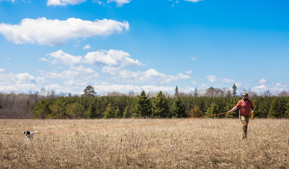 A person using a long lead to train their hunting dog in a field. 