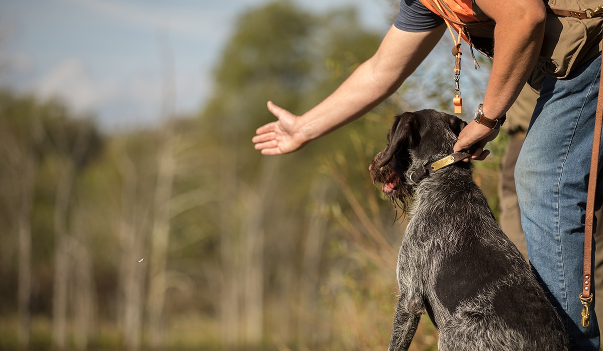 A dog trainer holds a dog by the collar with one hand and gestures with their other hand, preparing to give a command. 