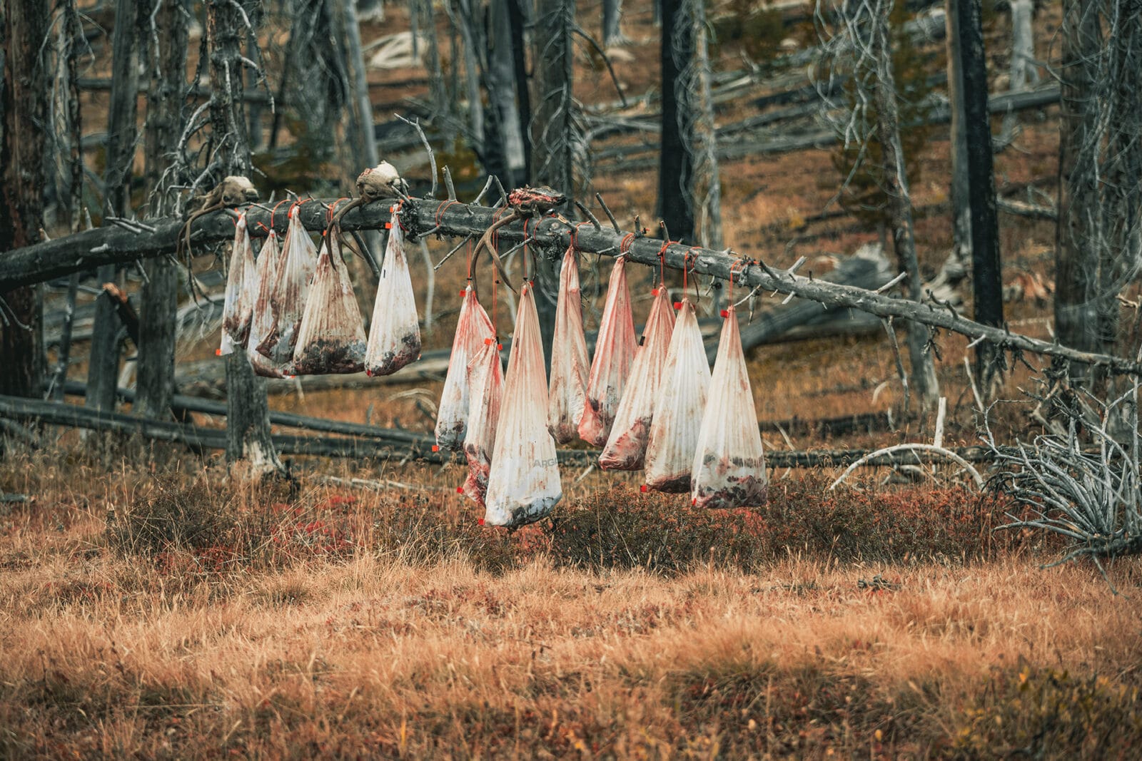 13 game bags filled with wild game meat hang from a dead tree limb in a burn area.