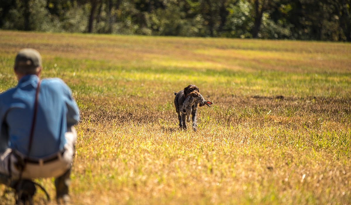 A hunting dog retrieves a hare to a person kneeling down, waiting for the dog. 