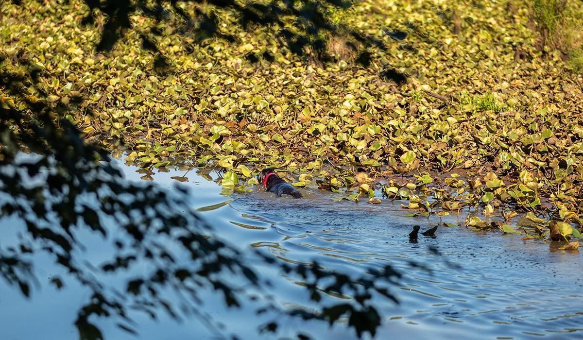 A black dog with a red collar swims next to a lily pad field.