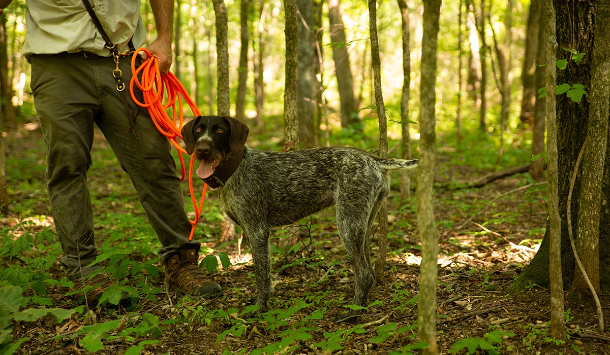 A dog training and a dog stand next to one another in the woods. The person holds a long orange lead. 