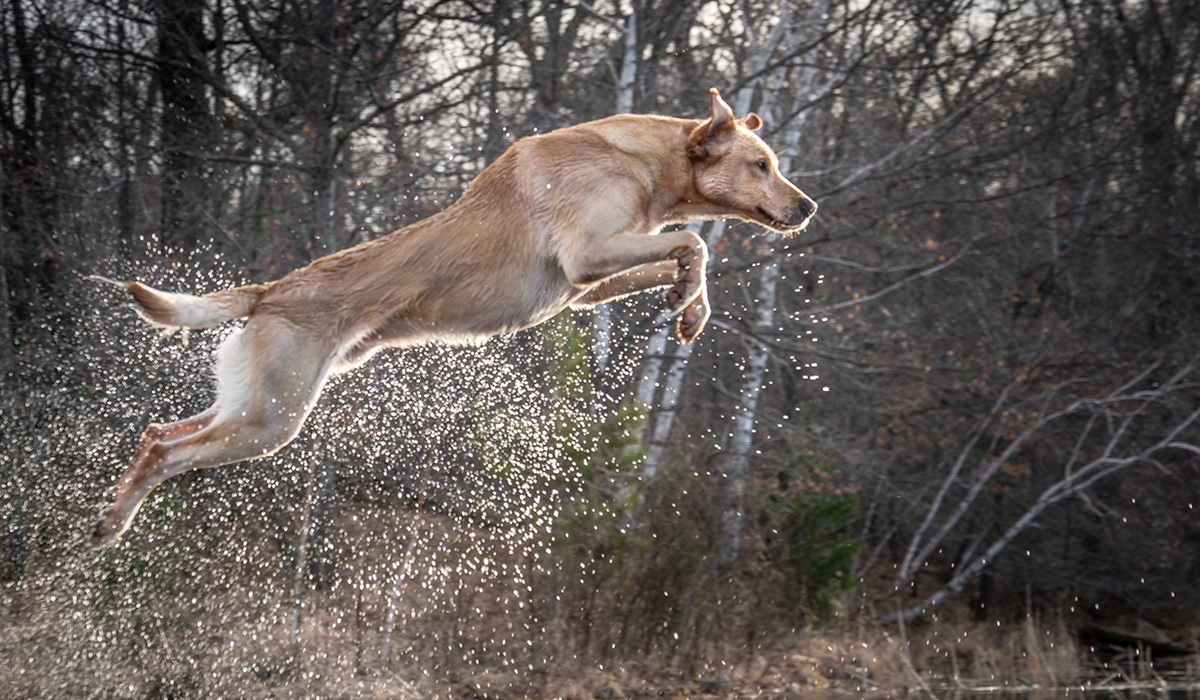 A retriever leaps in the air toward water. Water droplets spray from its body.