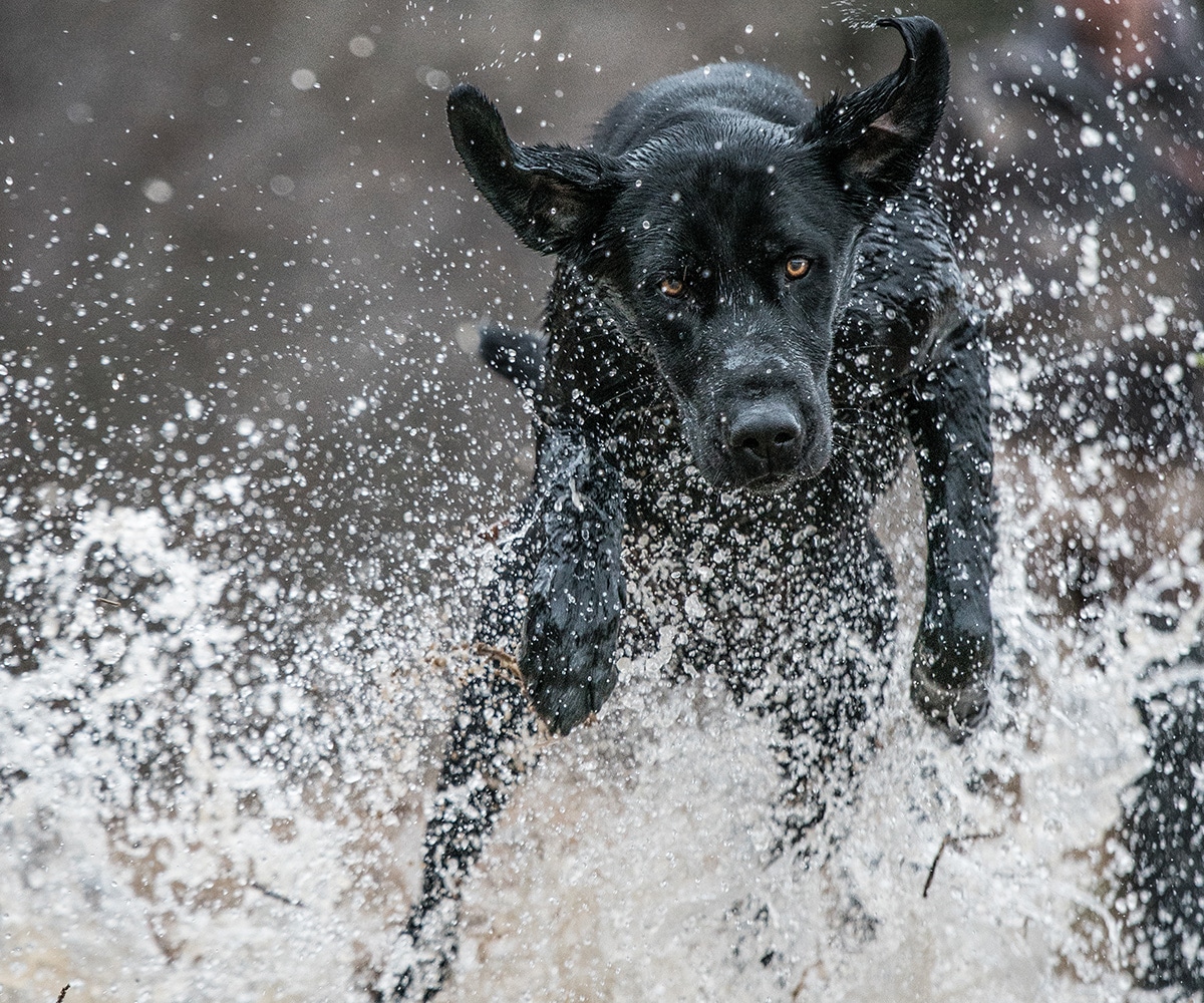 A black Labrador Retriever runs through water directly toward the camera.