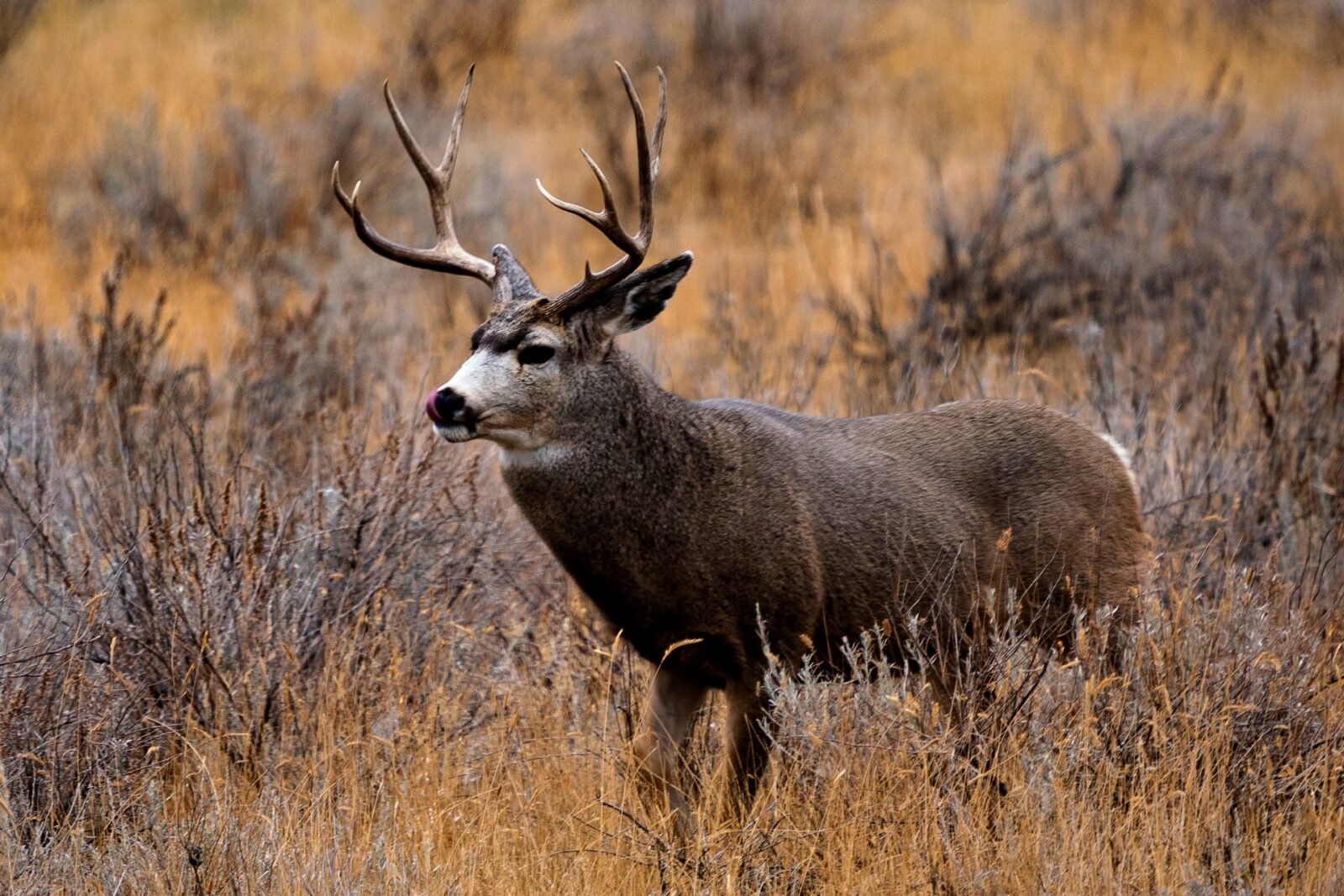 Utah: Best State for Ample Places to Hunt