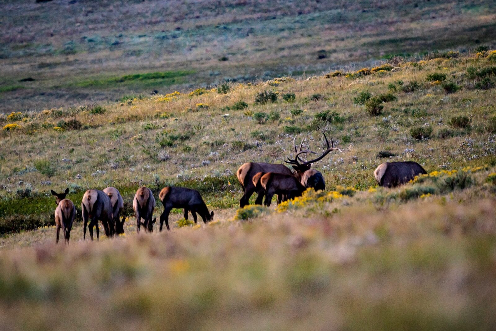 Colorado: Best Opportunities for Elk Hunting
