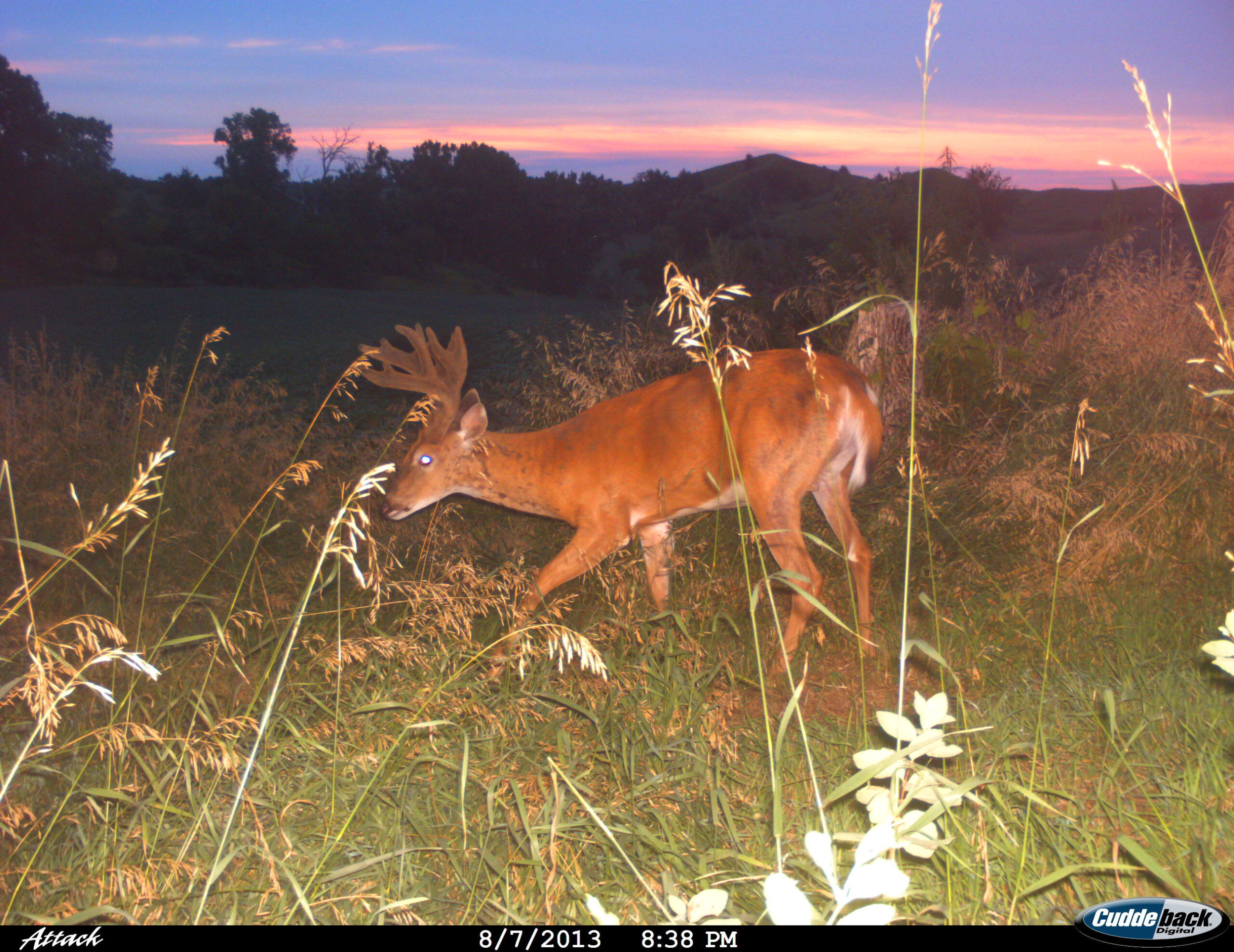 Chapter 2.2 – Scouting for Deer: Boots on the Ground & Trail Cameras background