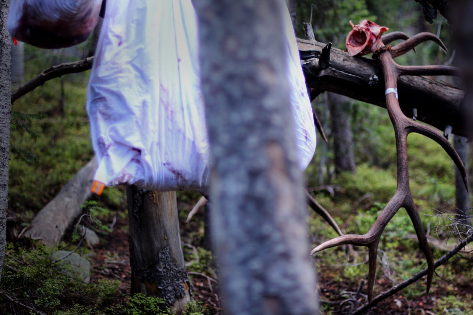 A game bag hangs from a tree and an elk antler is propped against a limb. 