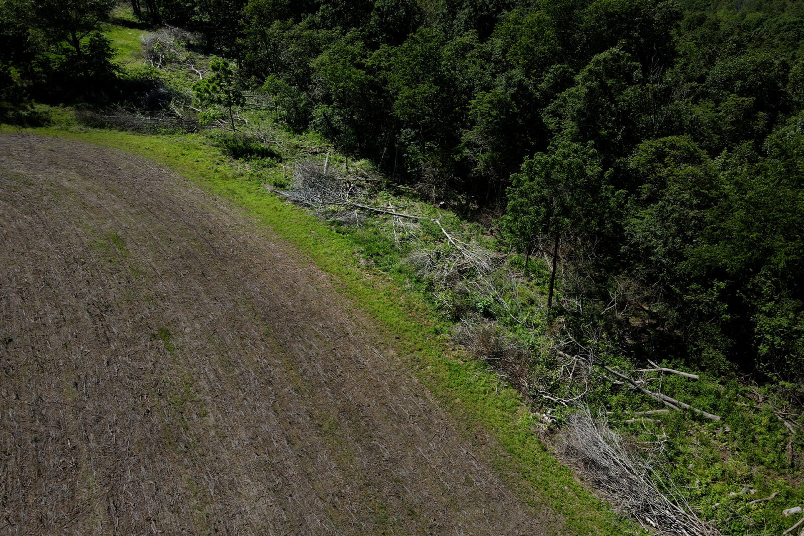 Aerial view of thinned trees next to a food plot. 