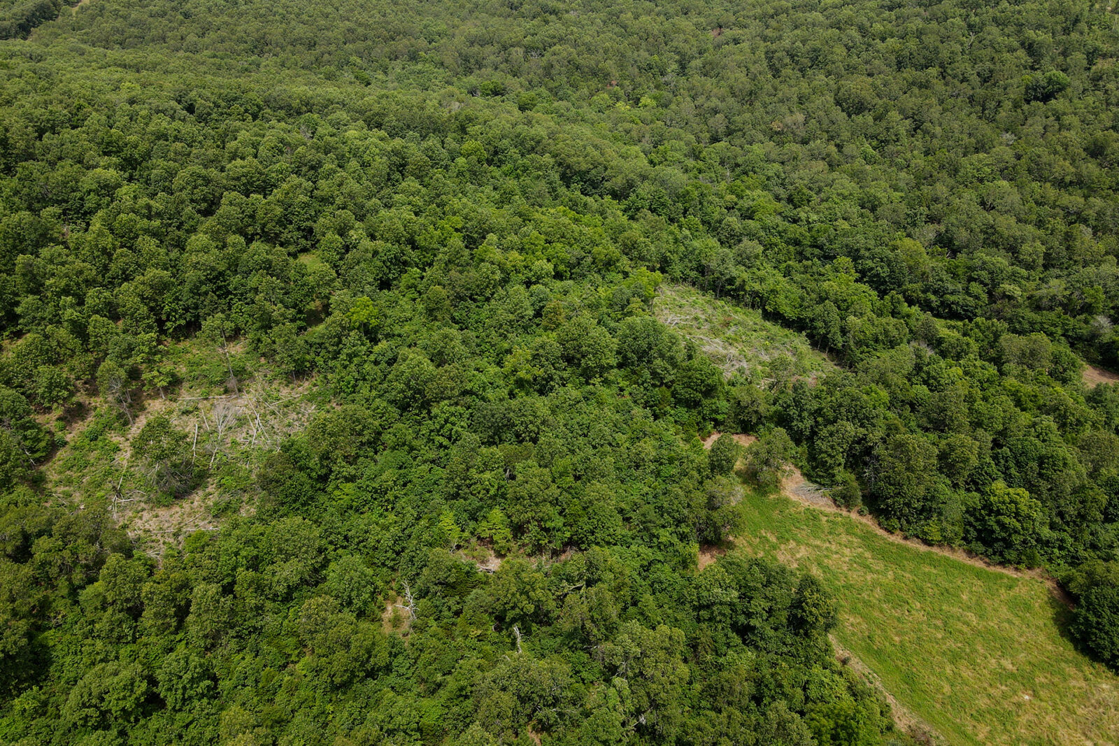 Aerial view of dense forest canopy. 