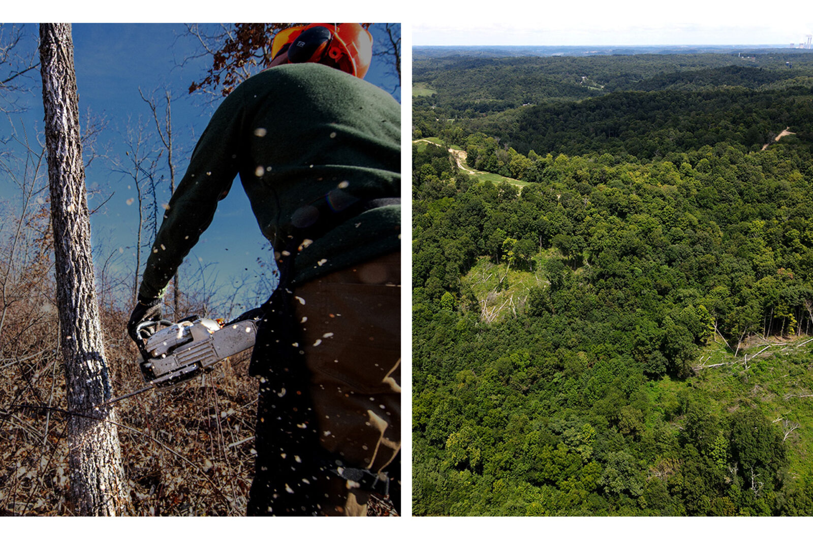 A side-by-side collage showing a person using a chainsaw to cut down a tree and an aerial view of thick timber.  