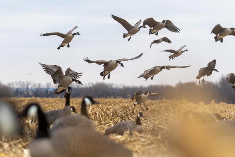Dakota Decoys onX Hunt Elite Benefit Free Shipping and More
