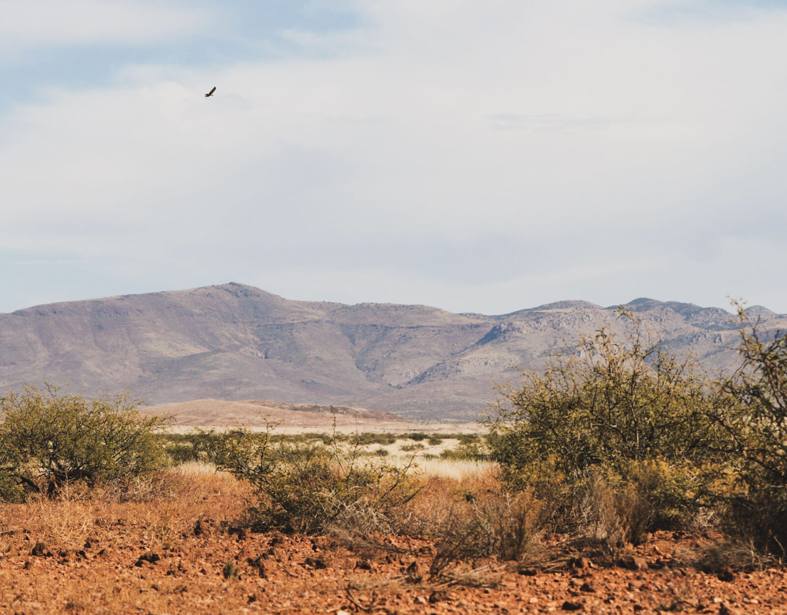 A red desert landscape with mountains in the distance and a large bird of prey flying overhead. 