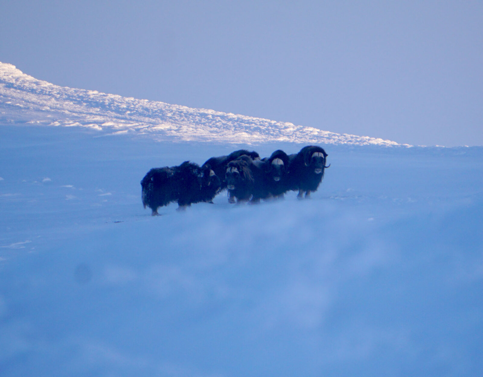 A group of about five muskox huddle close together in the tundra. 