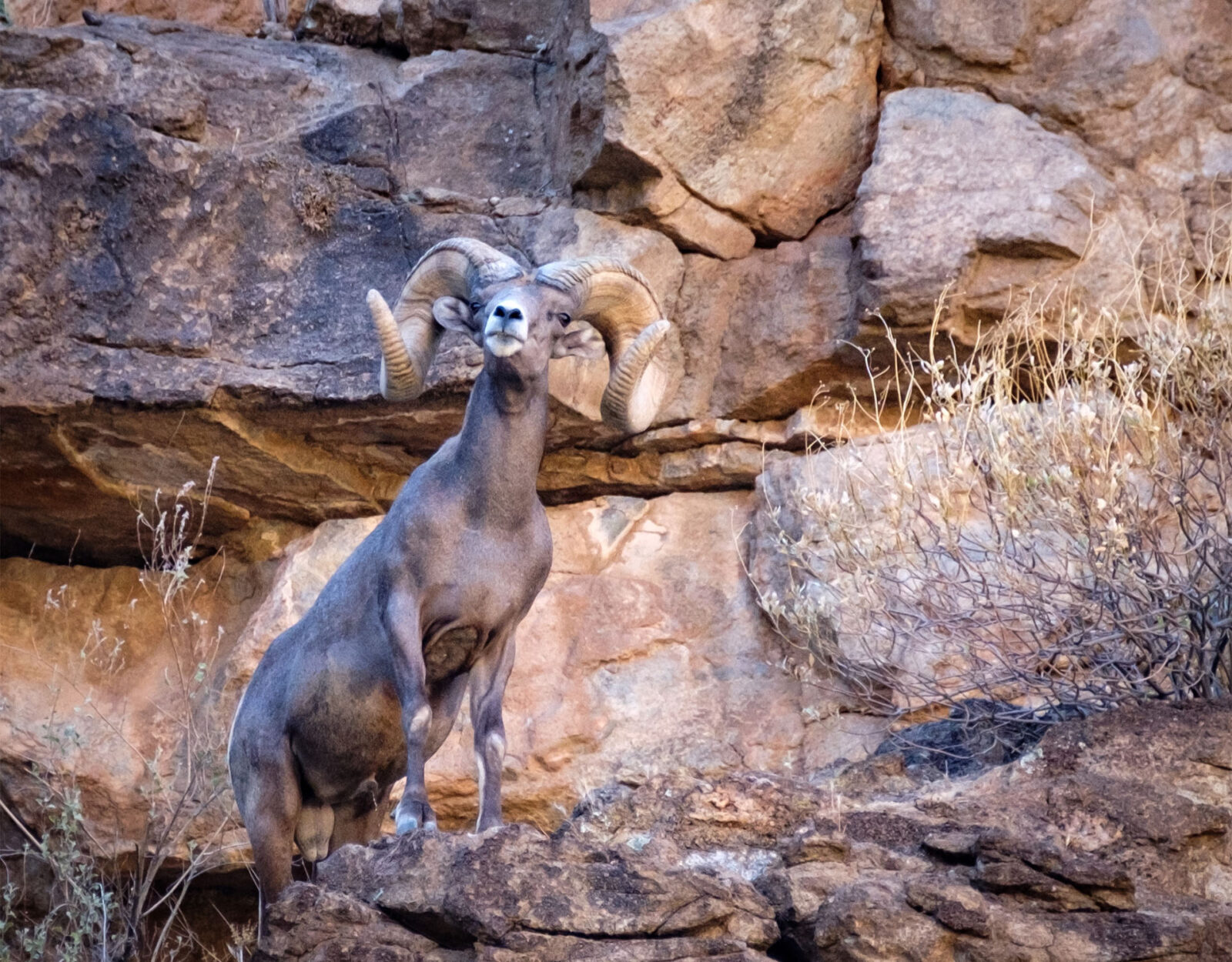 A full curl ram stands in a rock outcropping.