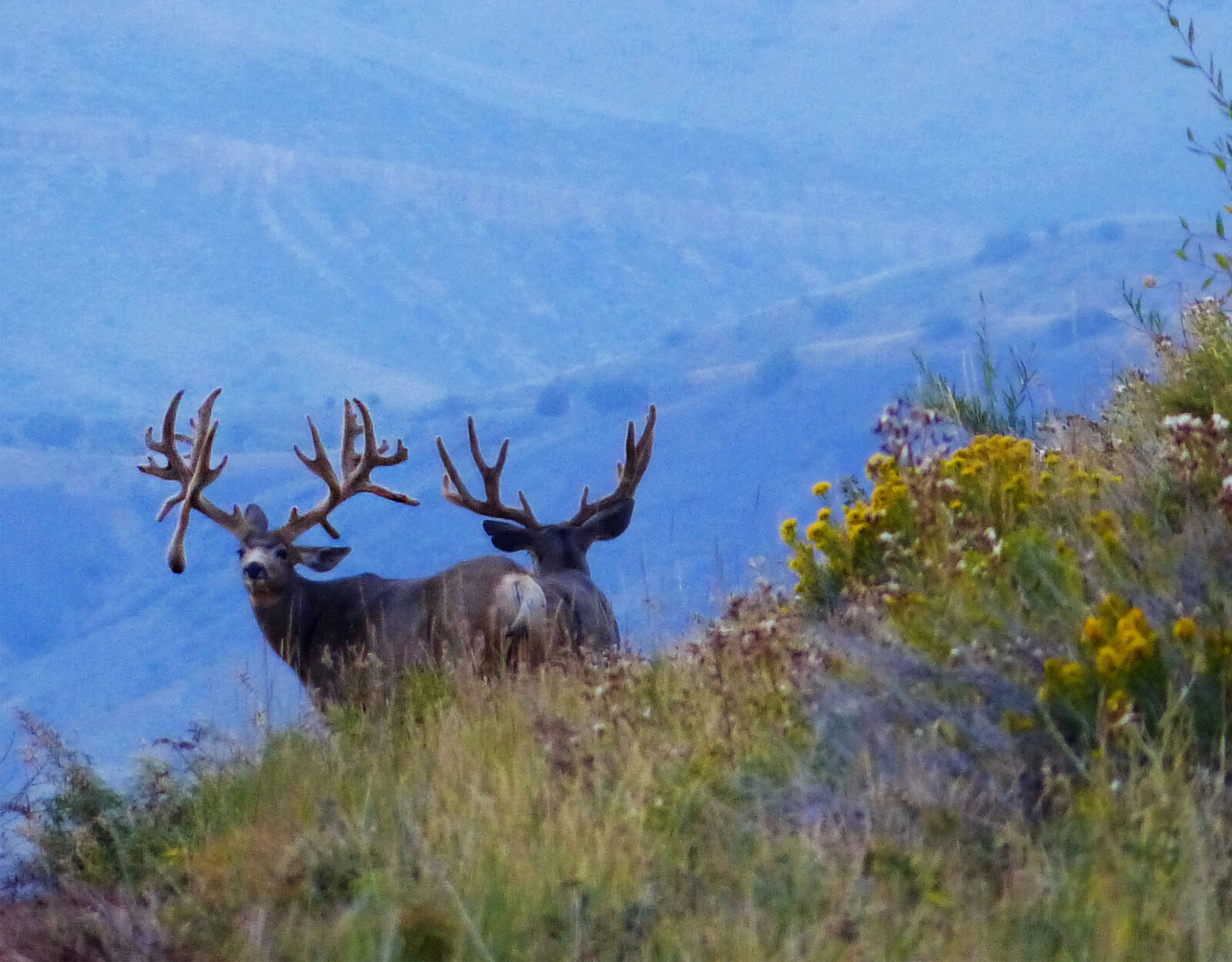 Two mule deer bucks stand together in the mountains. One of the bucks is highly non-typical. 