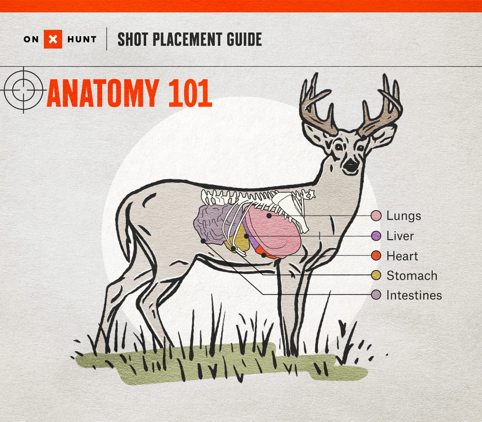 Where To Shoot a Deer - Free Shot Placement Chart | onX Hunt