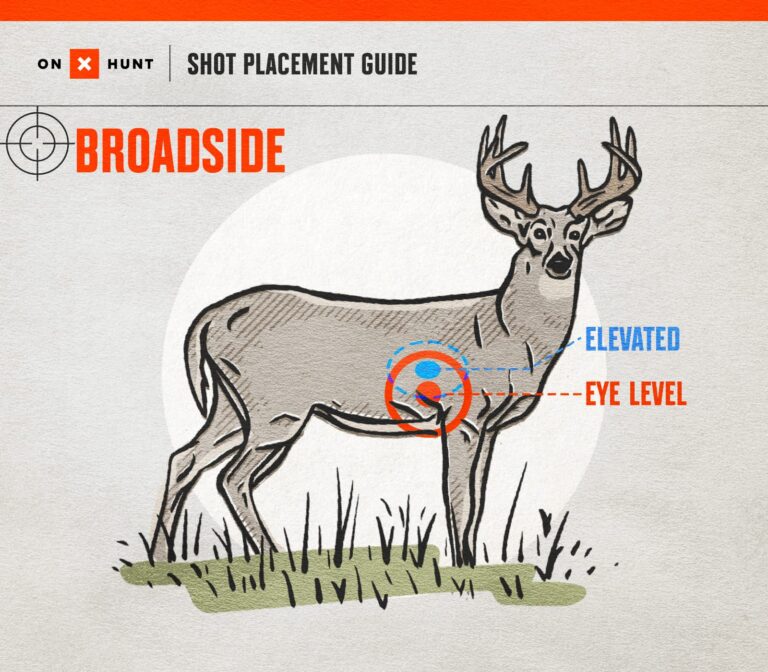 Where To Shoot a Deer Ultimate Shot Placement Guide & Chart onX Hunt