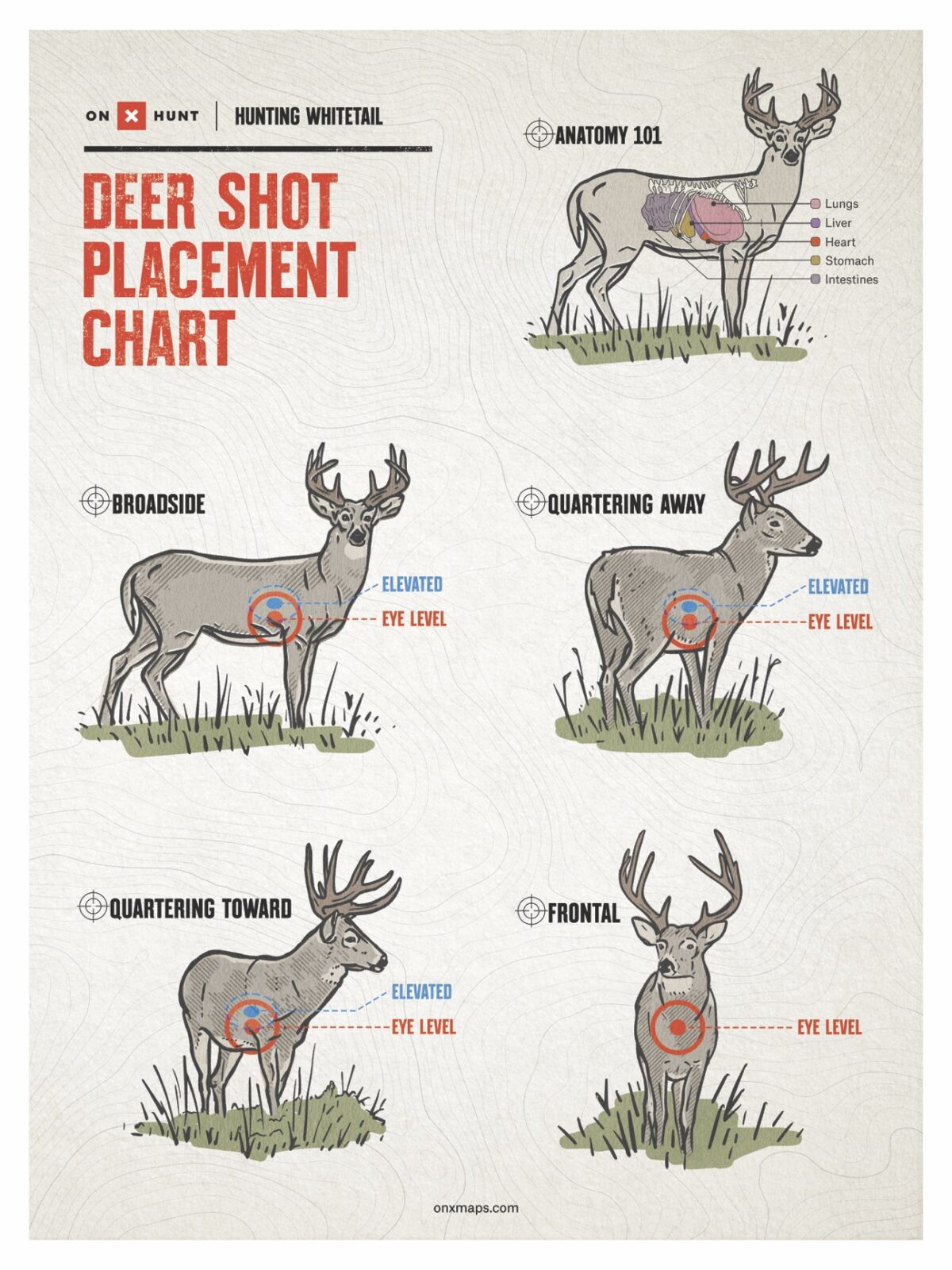 Free Deer Shot Placement Chart