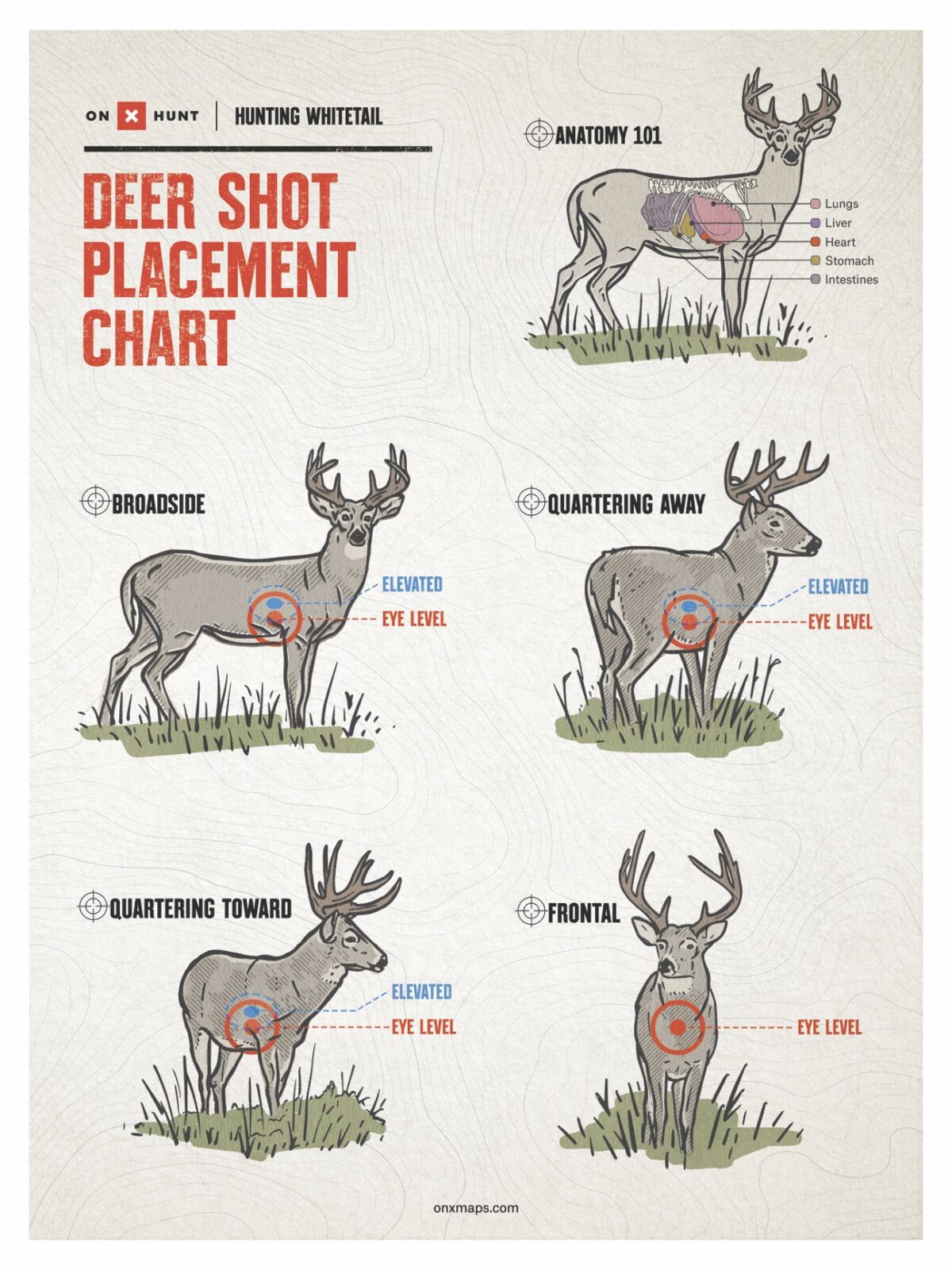 Where To Shoot a Deer - Free Deer Shot Placement Chart