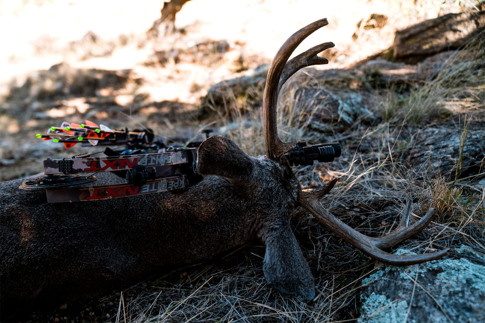 Successful Coues Deer Hunt in Arizona