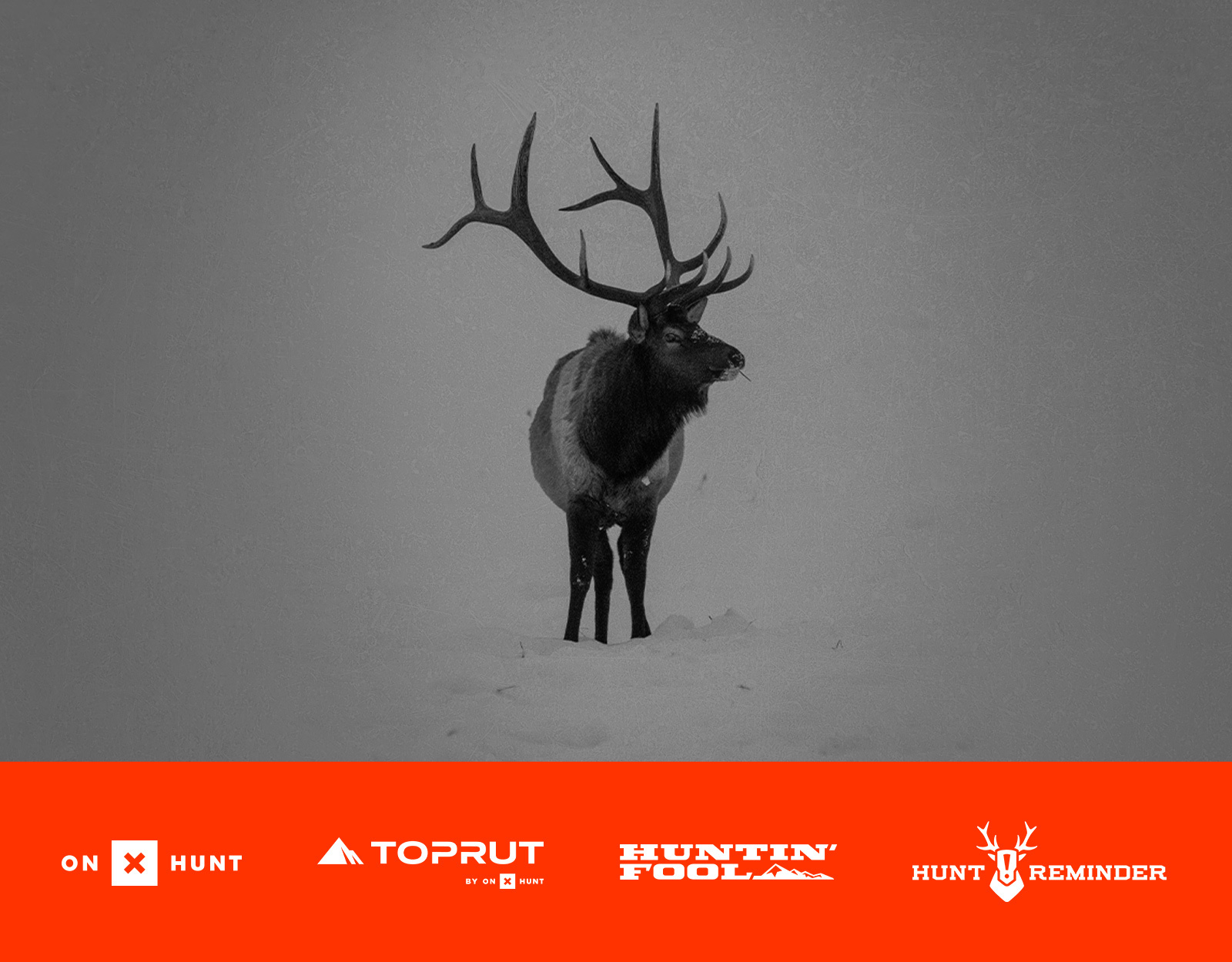 Elk standing in the snow 