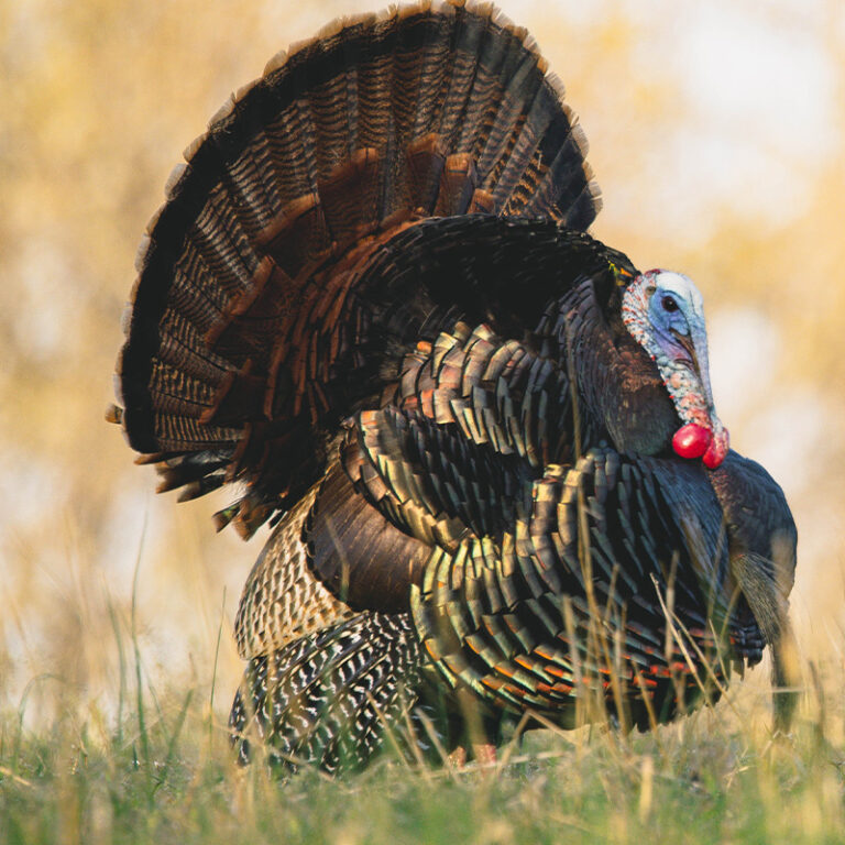 Turkey Hunting Guide for the Best States To Hunt Each Subspecies