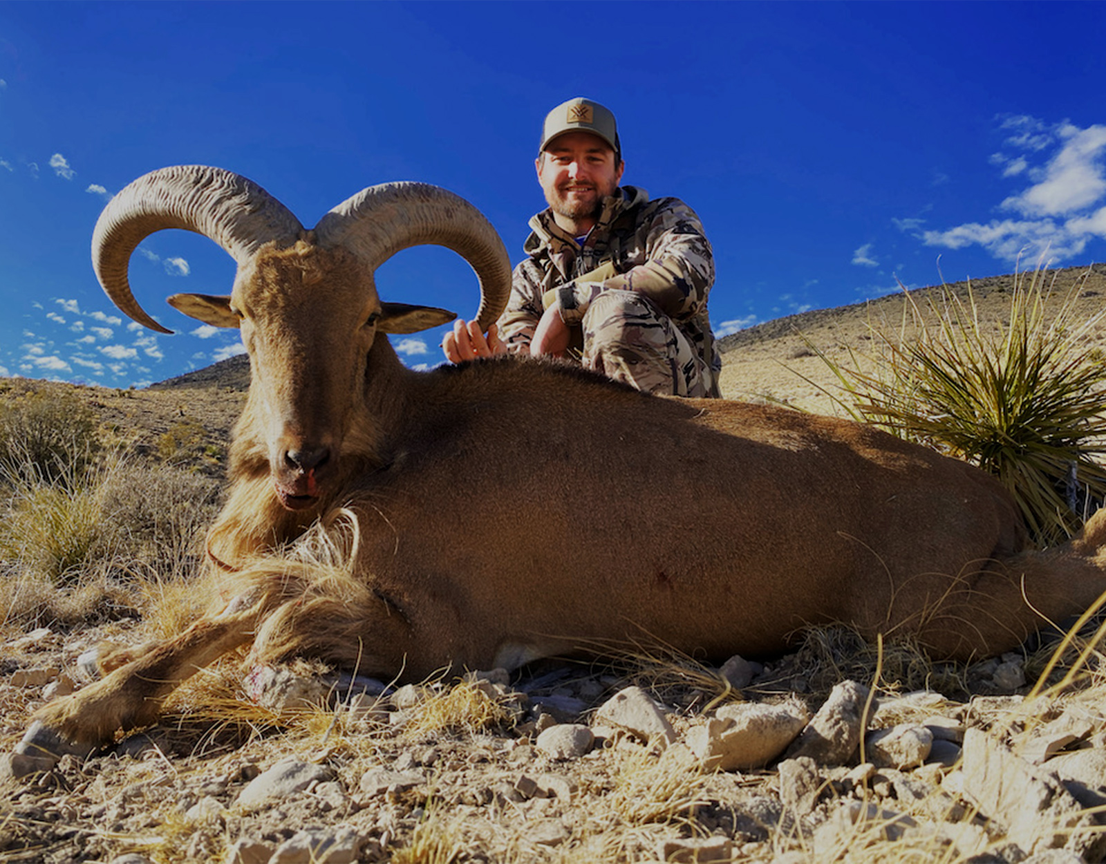 desert big horn sheep hunting tag 