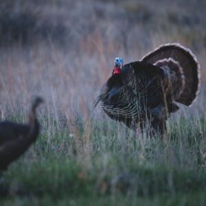 Chapter 9: Habitat and Conservation