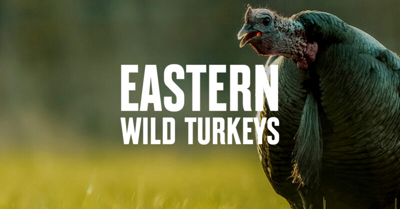 eastern wild turkey