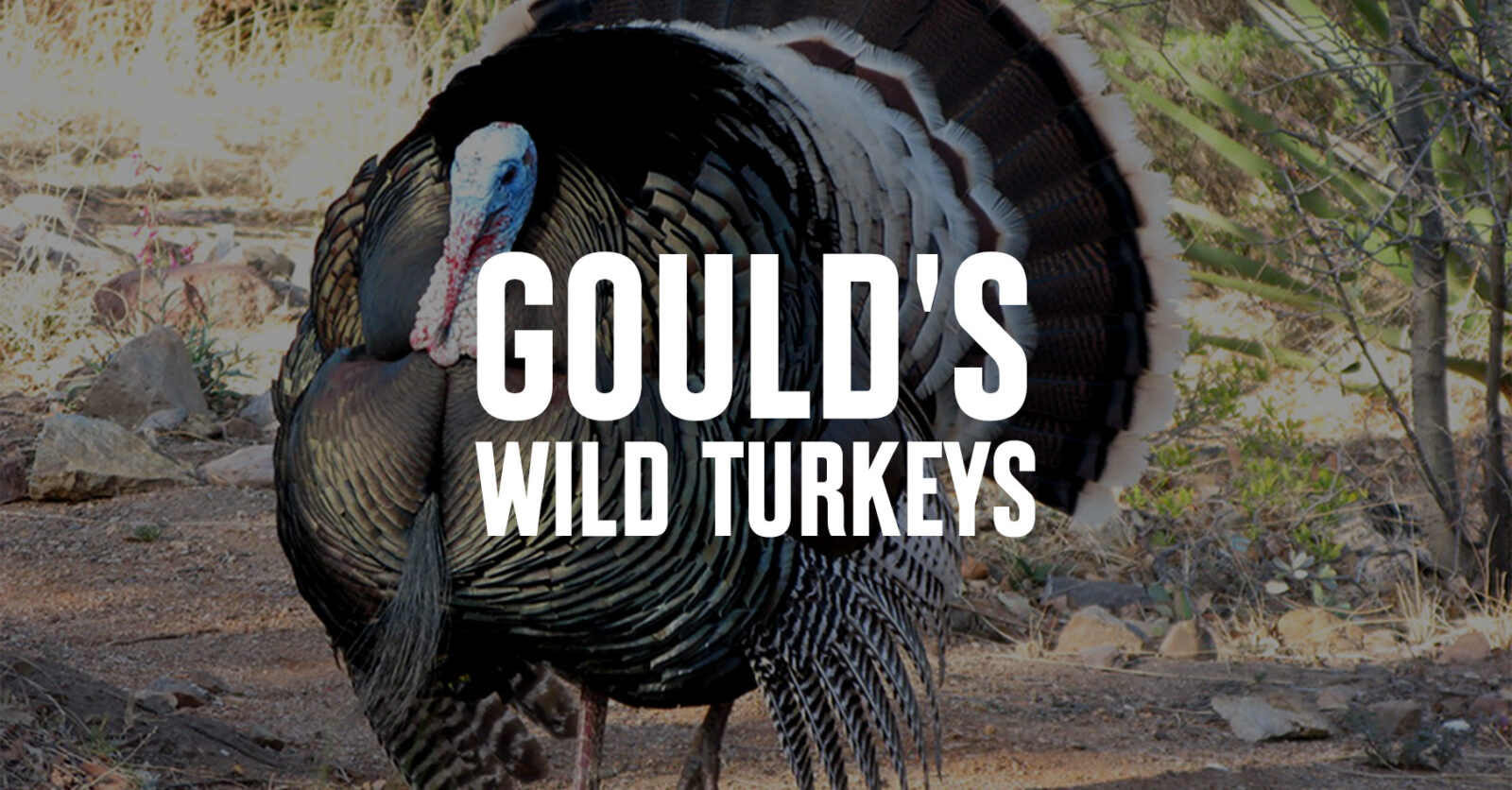 Gould's wild turkey