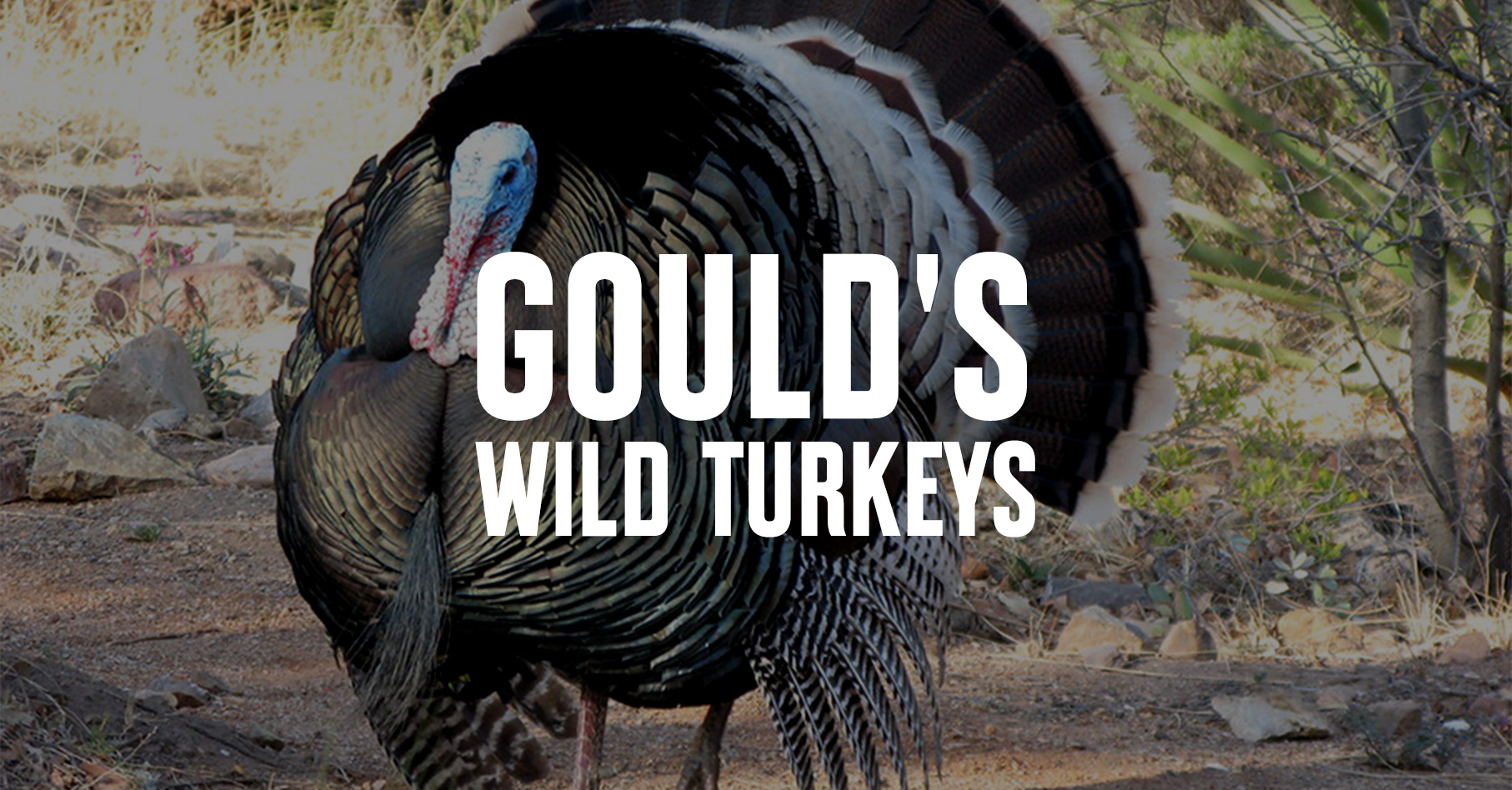 Gould's Wild Turkey Hunting | onX Hunt
