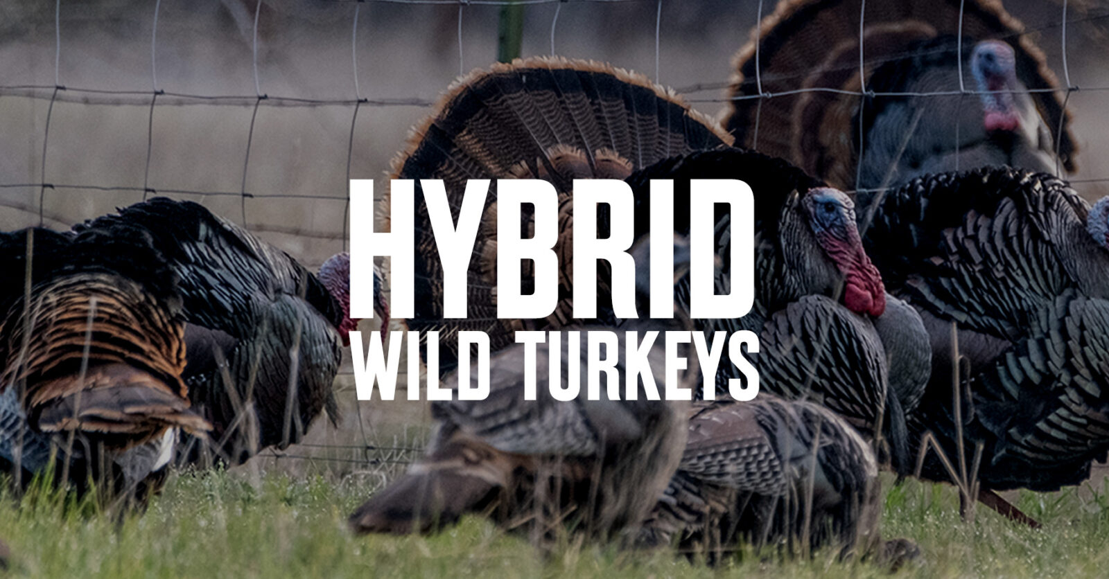 Hybrid Wild Turkeys