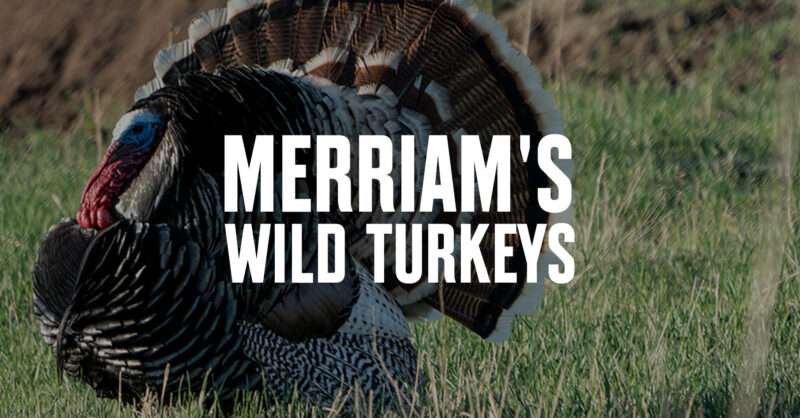 merriam's wild turkey