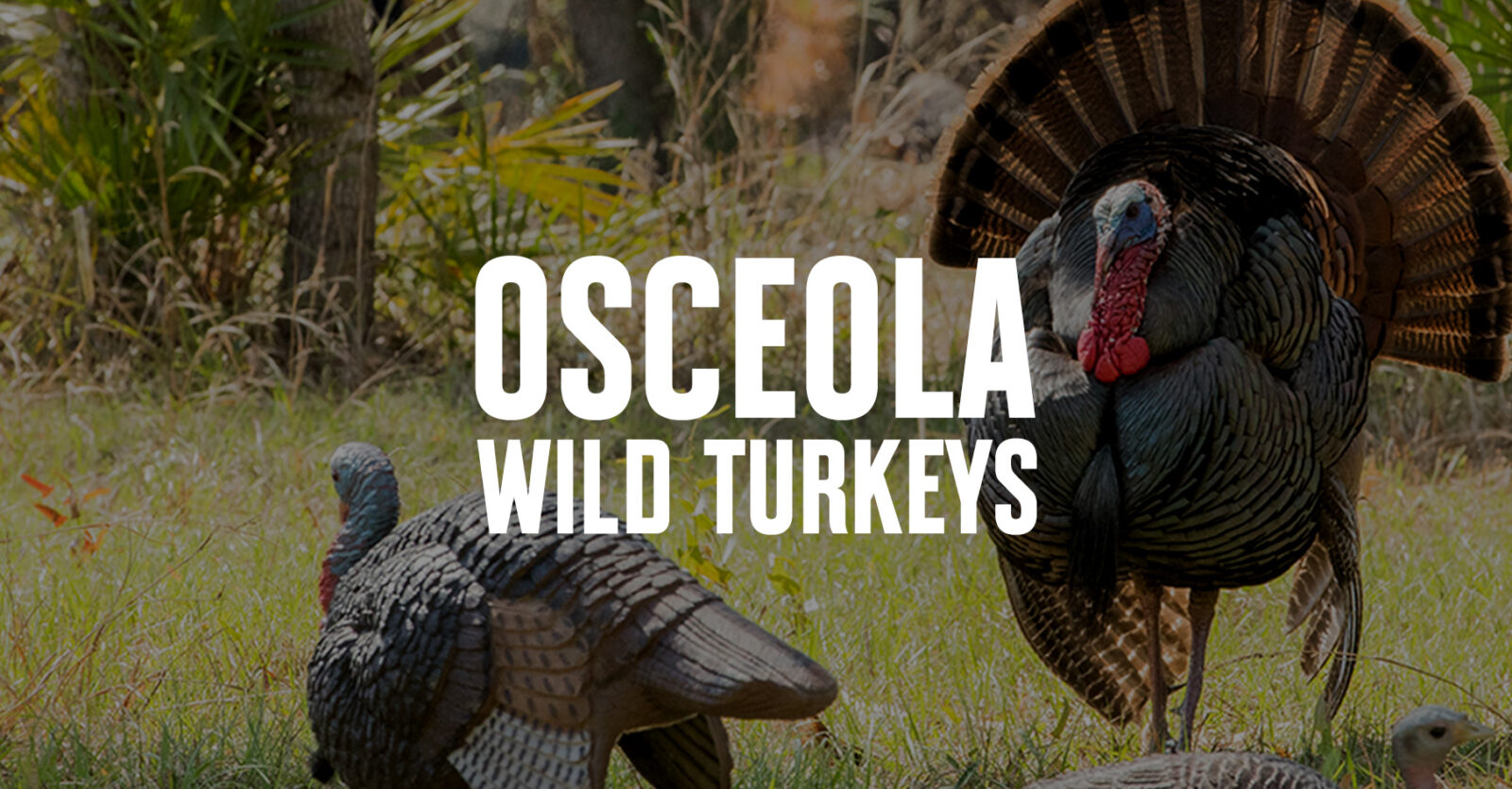 Osceloa wild turkey