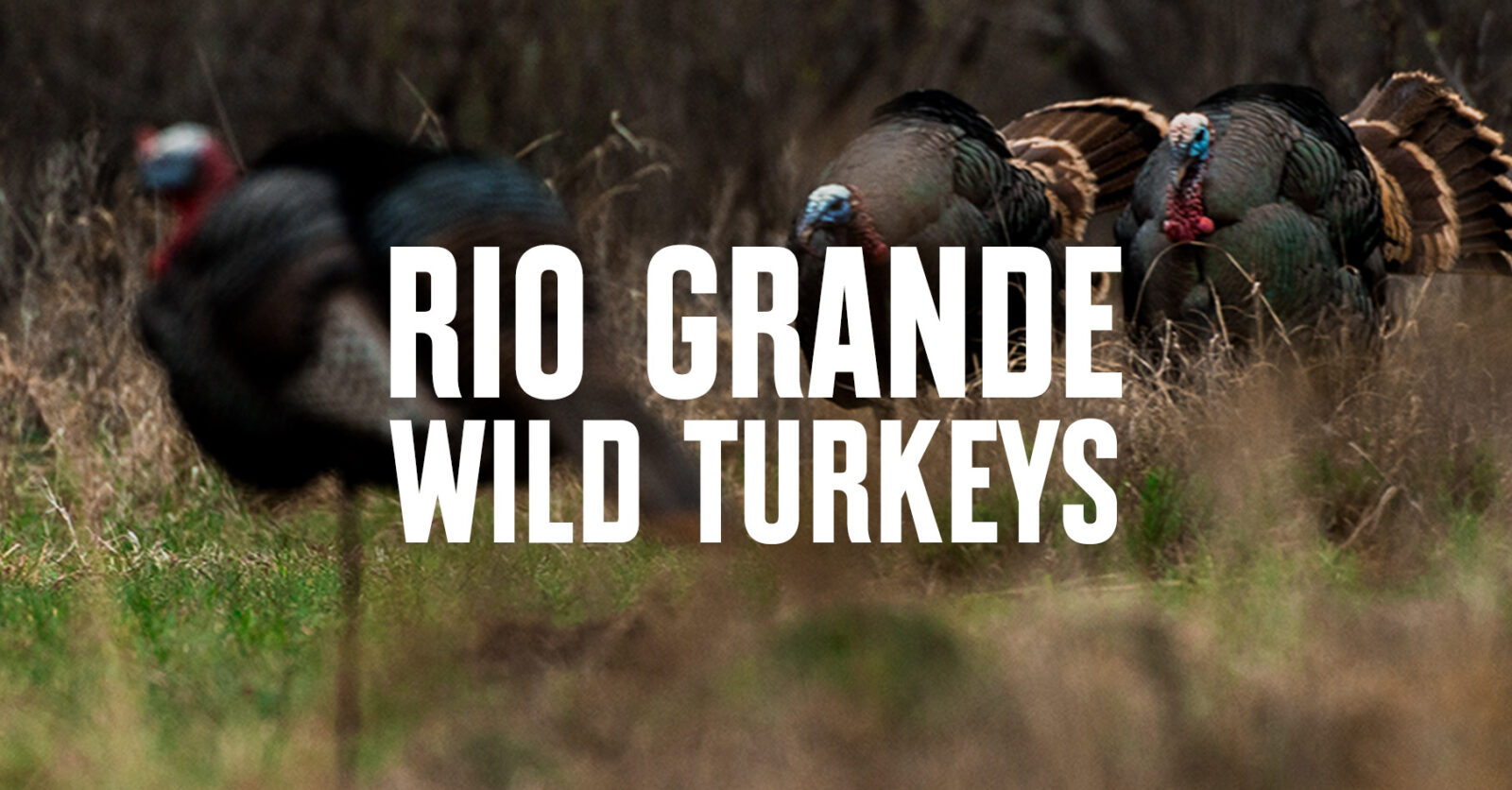Rio grande wild turkey